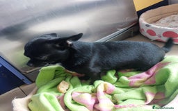 Chihuahua perros en venta: Chihuahuas puros - Imagen 3