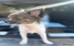 Chihuahua perros en venta: Chihuahuas pelo largo blanco blue - Imagen 11