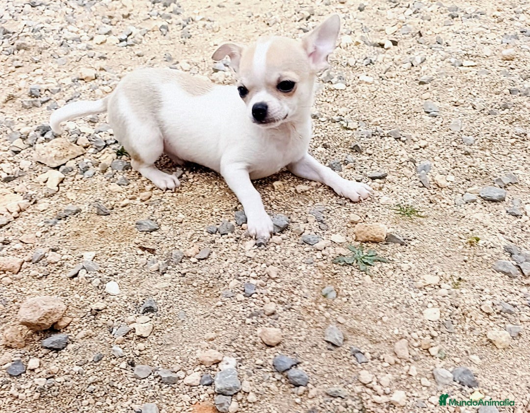 Chihuahua perros en venta: CHIHUAHUA - Anuncio 4