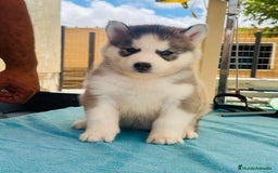 Husky Siberiano perros en venta: Cachorro husky - Imagen 6