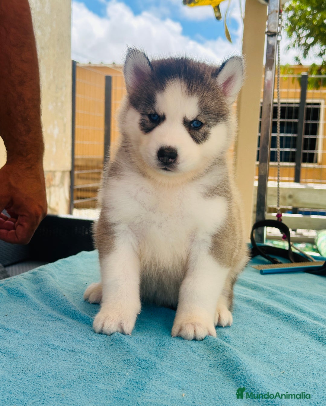 Husky Siberiano perros en venta: Cachorro husky - Imagen 6
