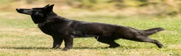 Pastor Alemán perros en venta: León von der Labach X Joya Midollyk  - Anuncio 4