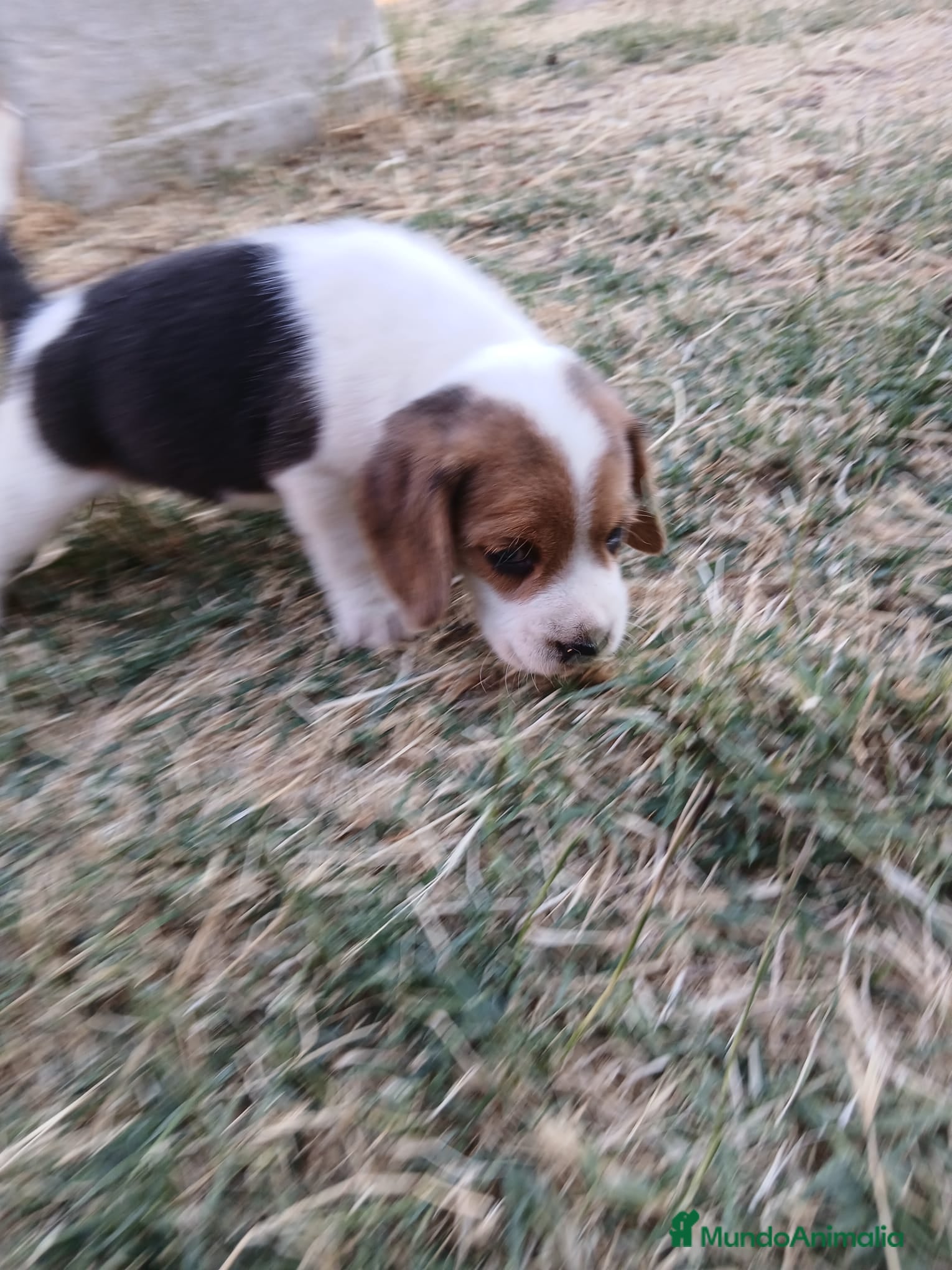 Beagle perros Beagle tricolor - Anuncio 1