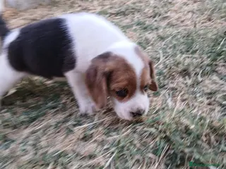 Beagle perros Beagle tricolor - Anuncio 1
