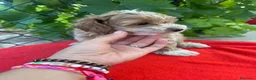 Maltipoo perros en venta: PRECIOSO MACHO - Anuncio 3
