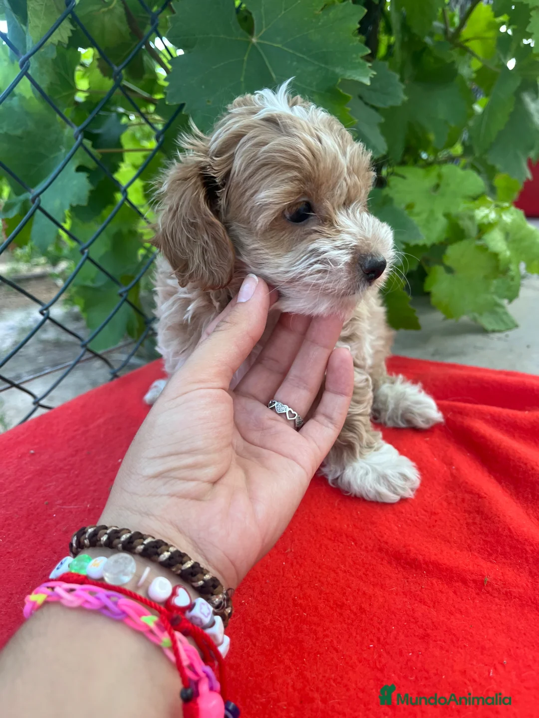Maltipoo perros en venta: PRECIOSO MACHO - Anuncio 3