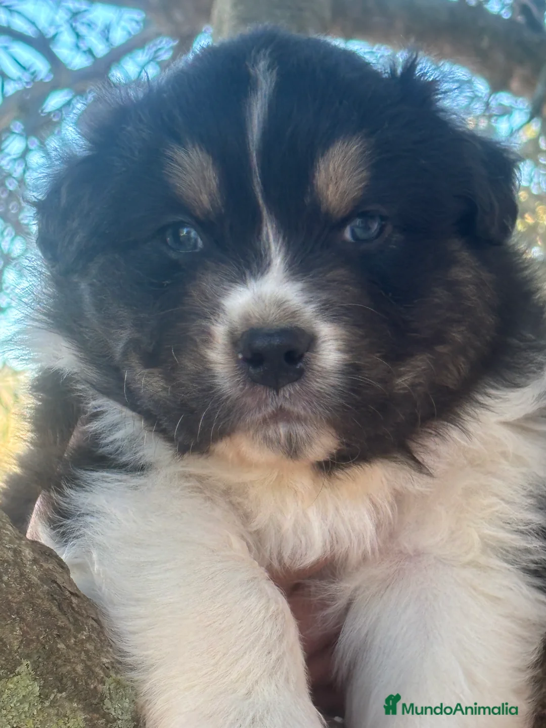 Pastor Australiano perros en venta: Macho pastor australiano - Anuncio 1