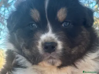 Pastor Australiano perros Macho pastor australiano - Anuncio 2