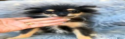 Pomerania perros en venta: Precioso pomerania negro fuego - Anuncio 1