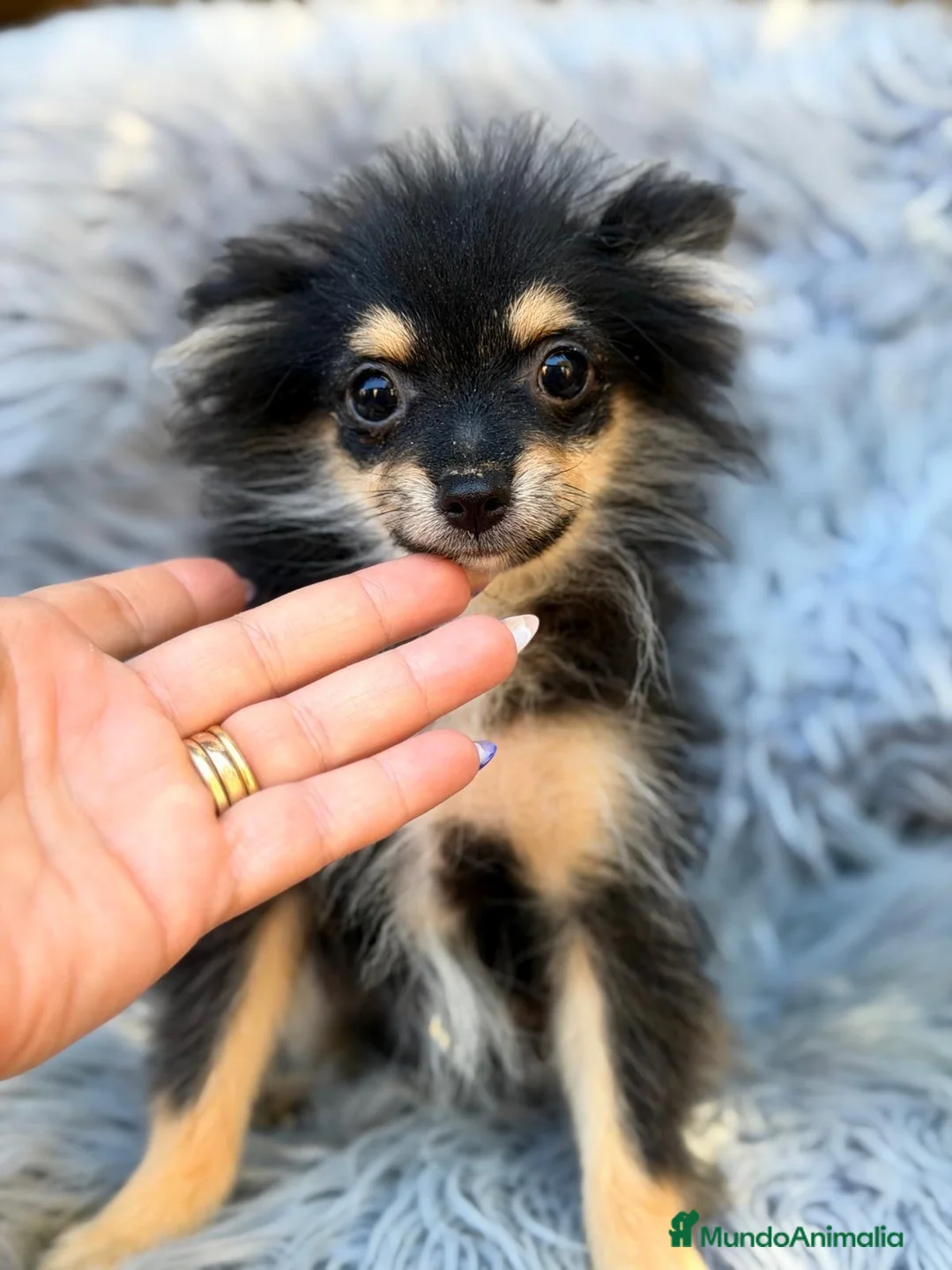 Pomerania perros en venta: Precioso pomerania negro fuego - Anuncio 1