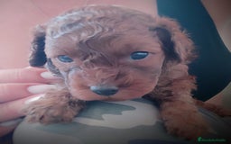 Caniche Toy perros en venta: Caniche toy rojo - Anuncio 7