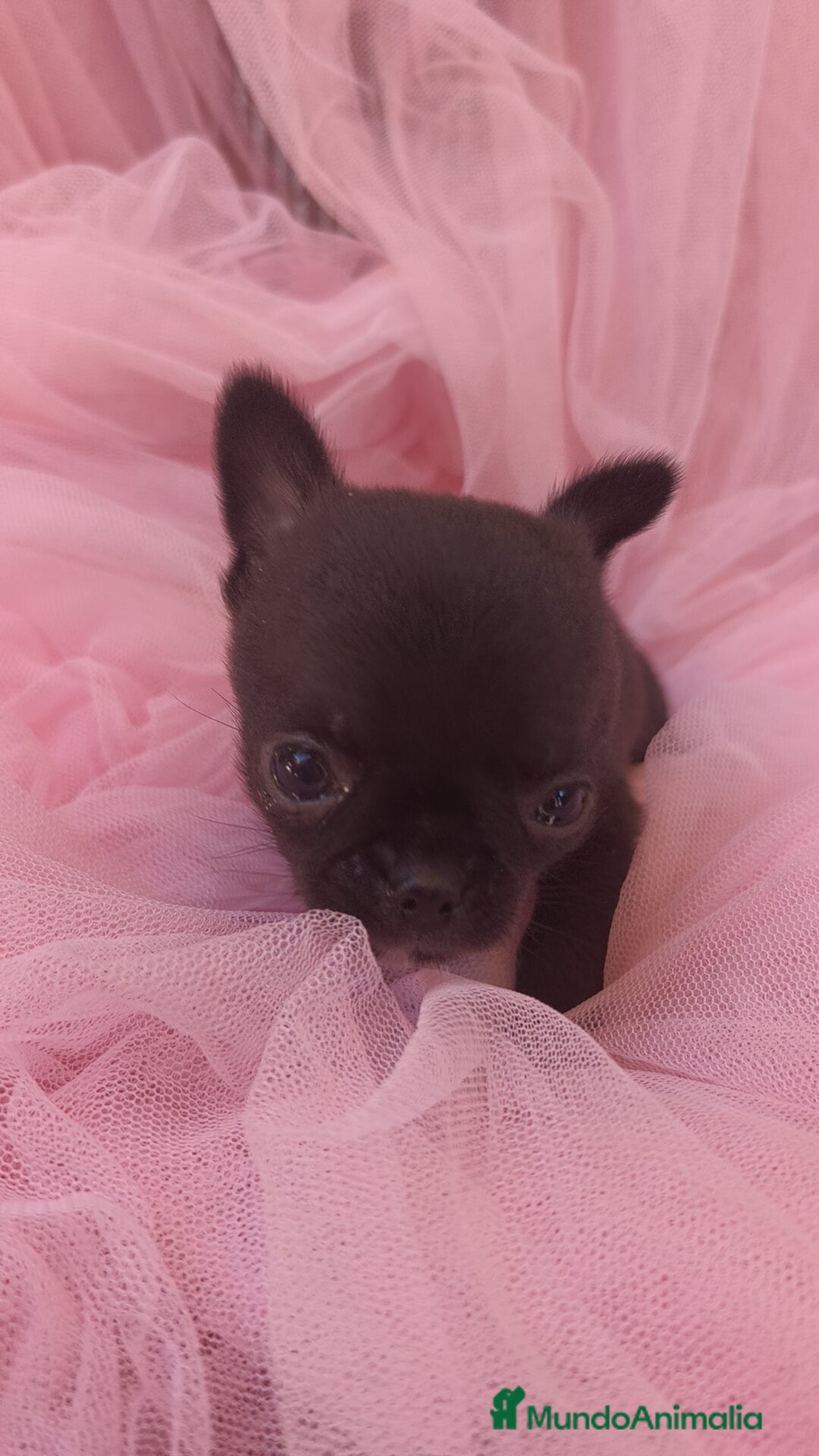 Chihuahua perros Chihuahua Toy macho Negro - Anuncio 28