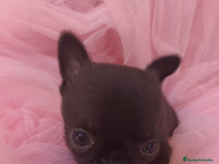 Chihuahua perros Chihuahua Toy macho Negro - Anuncio 2