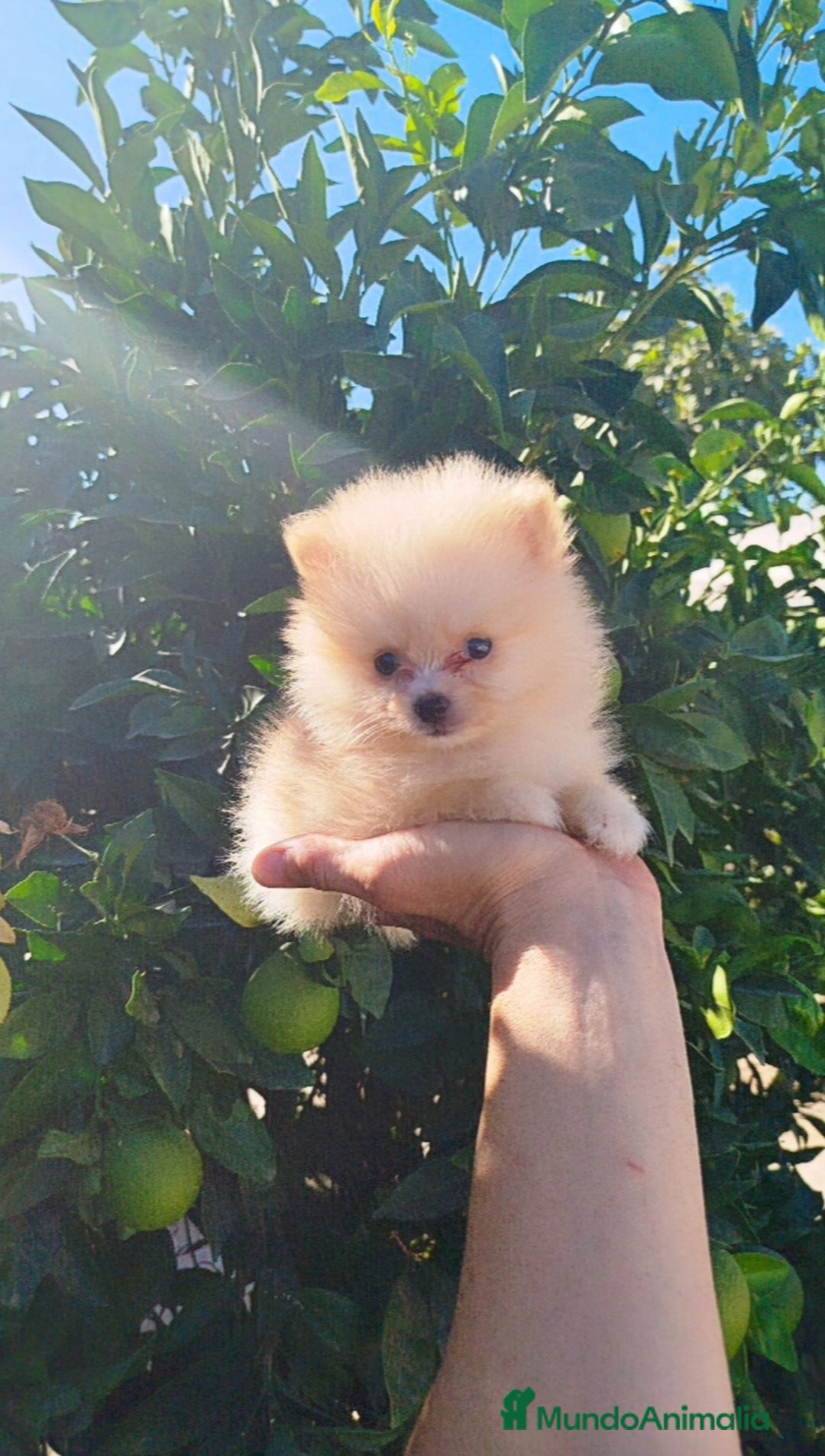 Pomerania perros en venta: Lulú de pomerania toy  - Imagen 1