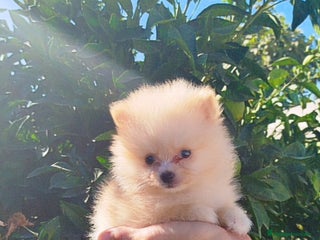 Pomerania perros - Anuncio 26