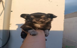 Chihuahua perros en venta: Chihuahuas - Imagen 18