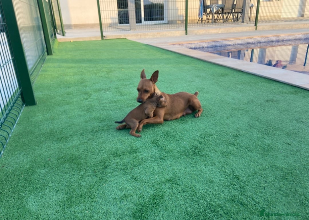 Pinscher Miniatura perros en venta: Pinscher macho  - Imagen 4