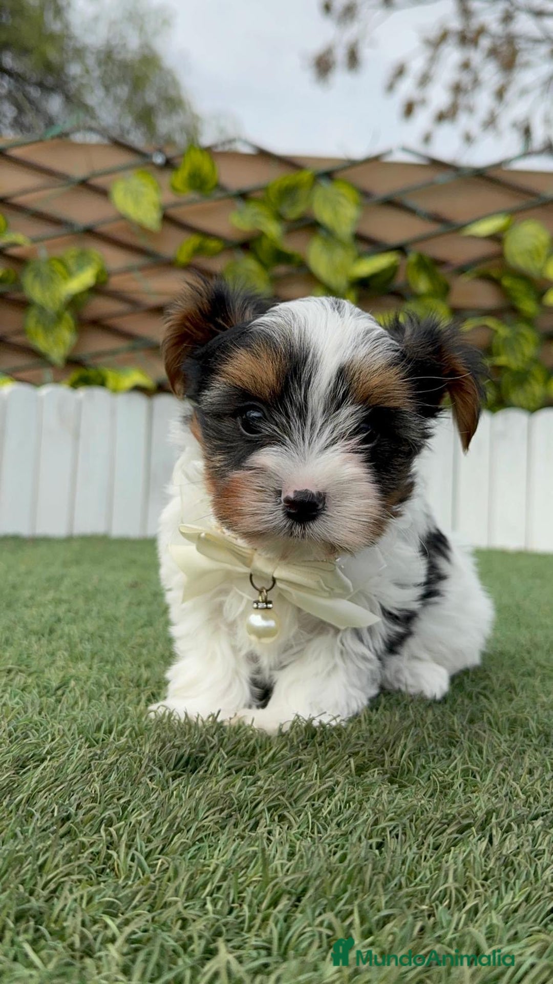 Yorkshire Terrier perros en venta: YORKSHIRE BIEWER - Anuncio 2