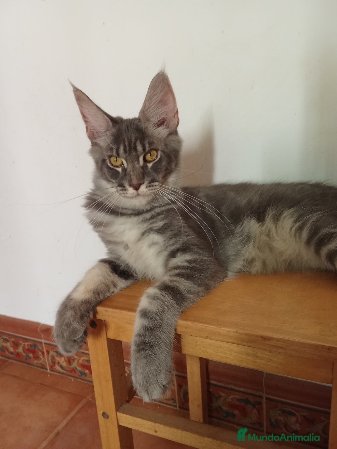 Maine Coon gatos en venta: Maine Coon tamaño grande  - Imagen 1