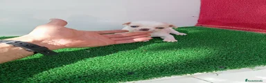 Chihuahua 3