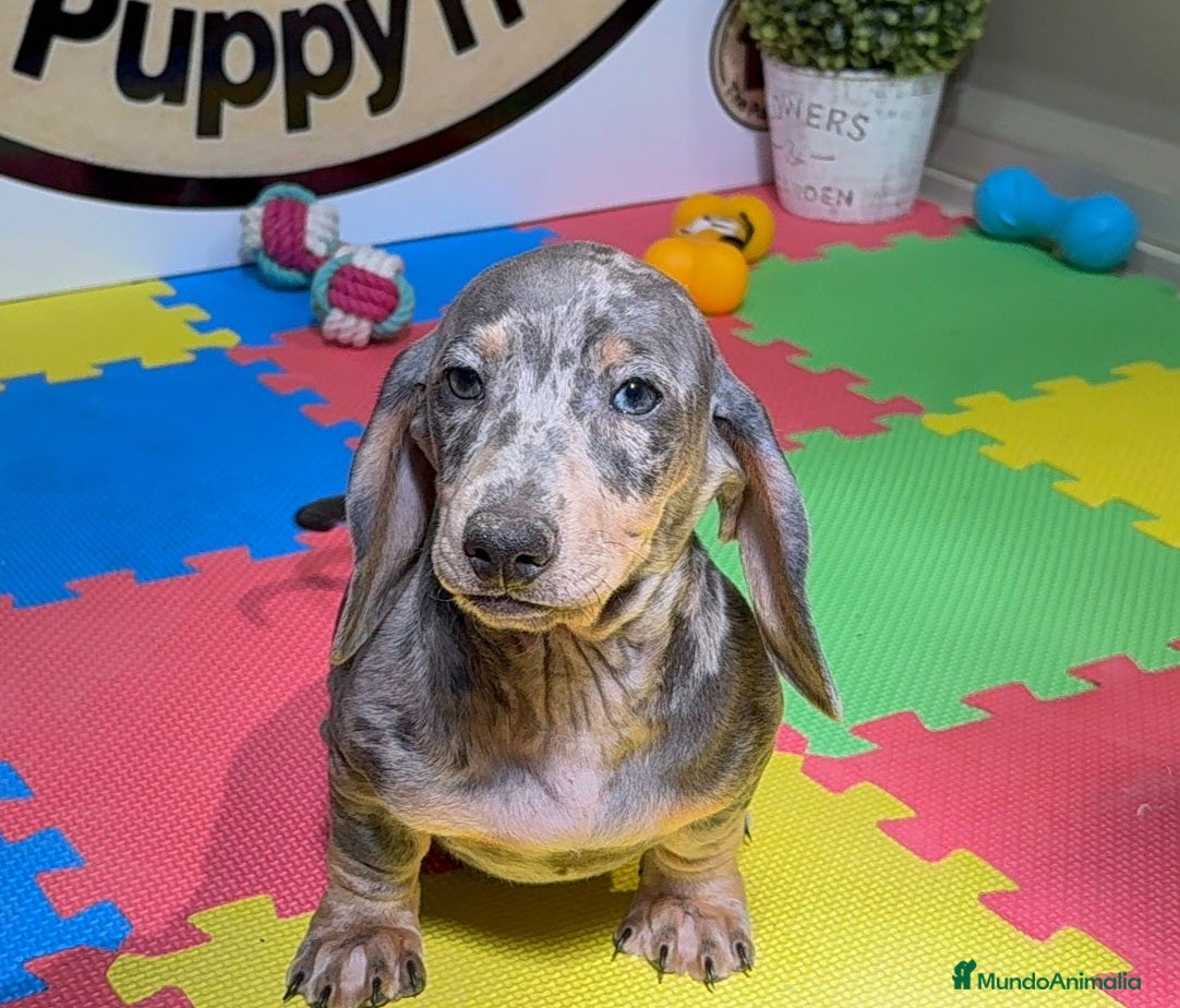 Teckel Miniatura perros Teckel miniatura - Anuncio 1