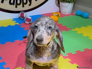 Teckel Miniatura perros Teckel miniatura - Anuncio 1