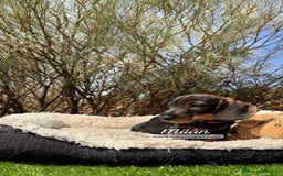 Teckel Miniatura perros en venta: TECKEL PELO DURO HEMBRA - Imagen 2
