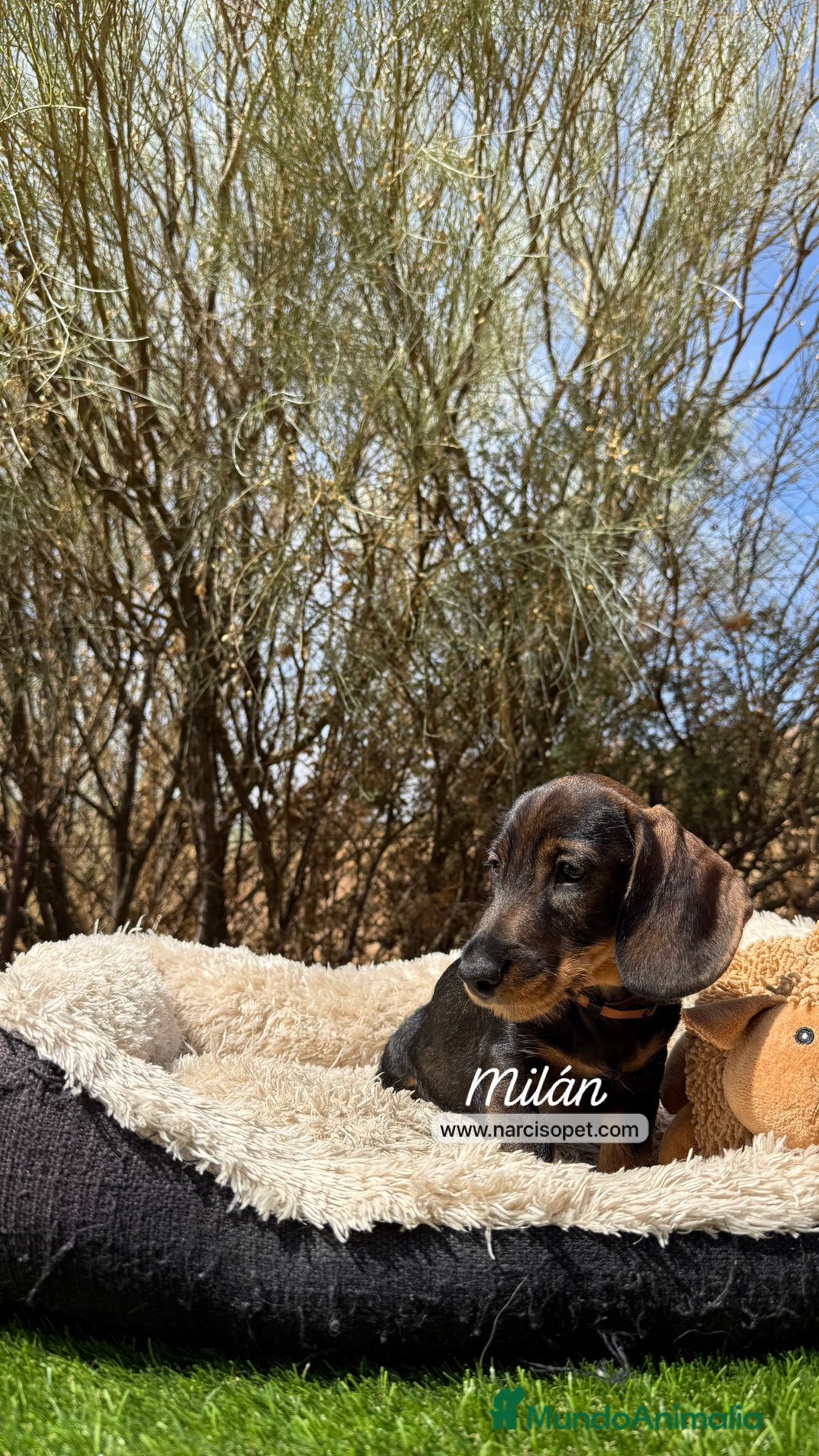 Teckel Miniatura perros en venta: TECKEL PELO DURO HEMBRA - Imagen 2