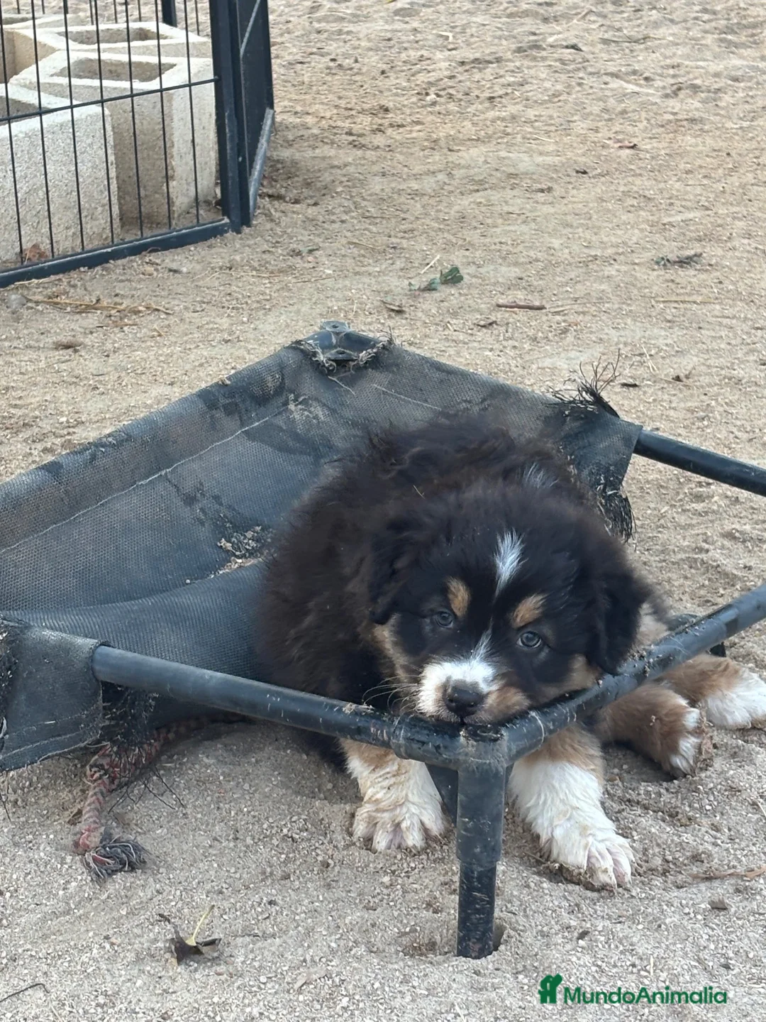 Pastor Australiano perros en venta: Cachorros pastor australiano  - Anuncio 8
