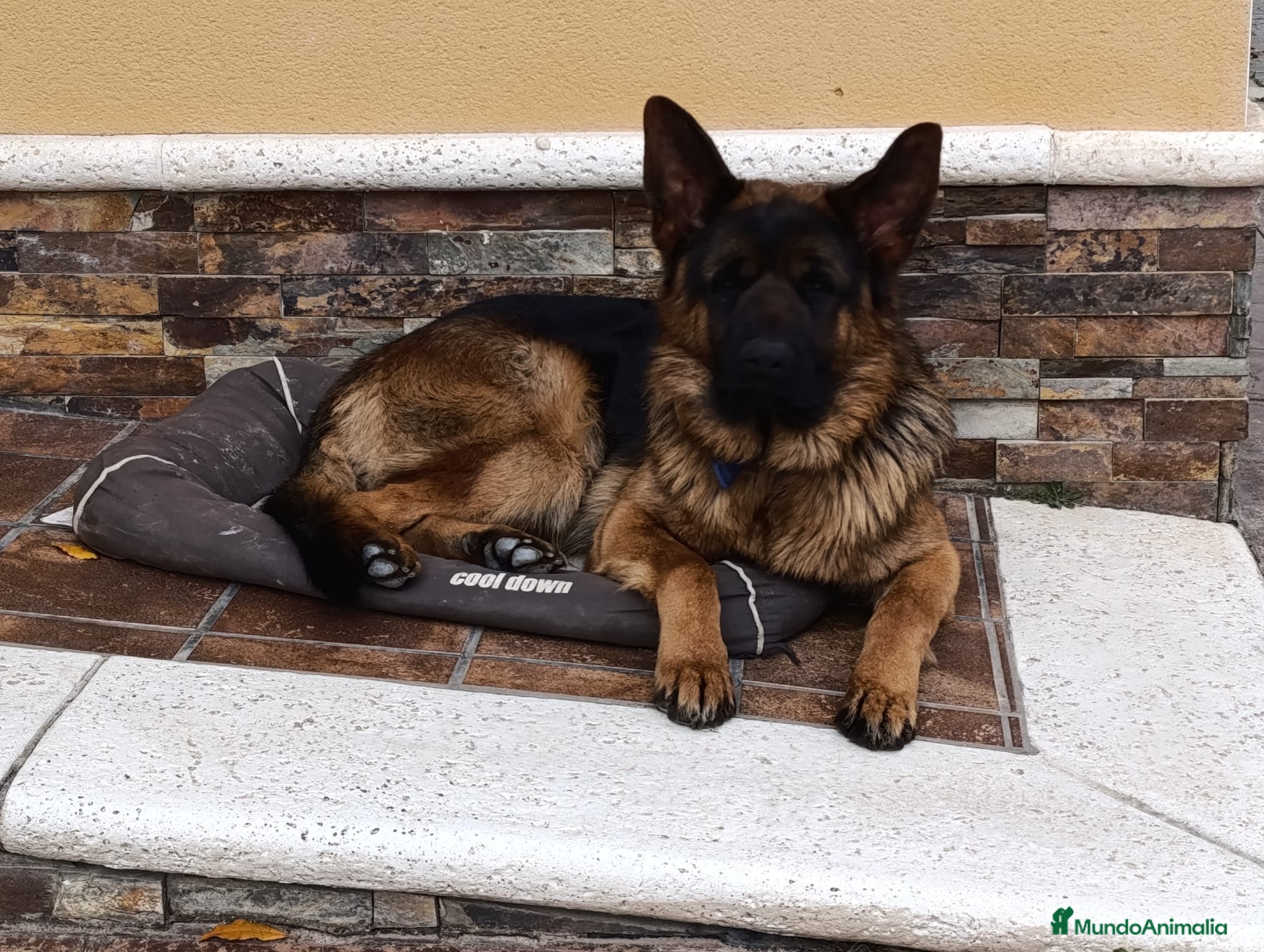 Pastor Alemán perros Pastores alemanes puros  - Anuncio 1