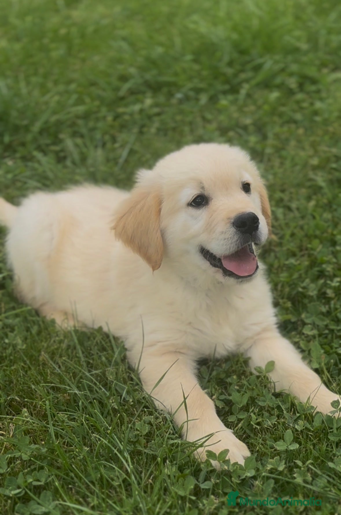 Golden Retriever perros Golden retriever  - Anuncio 1