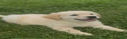Golden Retriever perros en venta: Golden retriever  - Anuncio 1