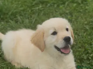 Golden Retriever perros Golden retriever - Anuncio 1