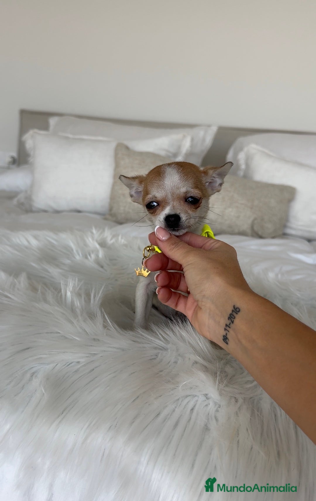 Chihuahua perros en venta: Chihuahua macho - Anuncio 2