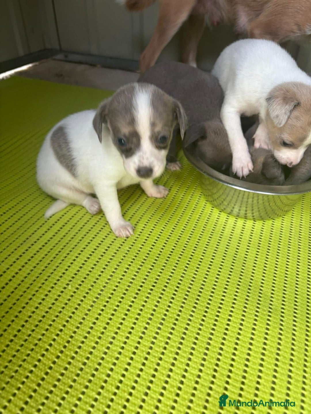 Chihuahua perros en venta: Chihuahua cabeza venado  - Imagen 5