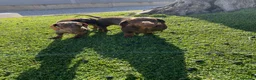 Teckel perros en venta: Cachorros de Teckel arlequín chocolate  - Anuncio 4