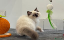 Ragdoll gatos en venta: Camada Ragdoll - Imagen 2