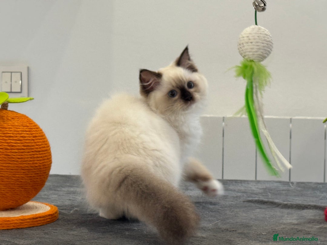 Ragdoll gatos en venta: Camada Ragdoll - Imagen 2