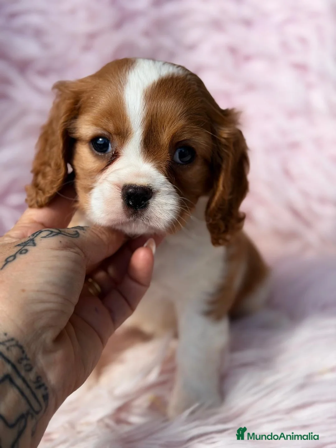 Cavalier King Charles Spaniel perros en venta: CAVALIER BLENHEIN MACHOS Y HEMBRAS - Anuncio 15