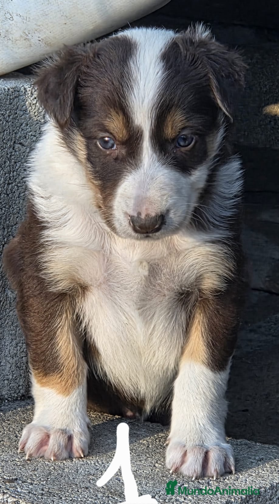 Border Collie perros Border collie chocolate  - Anuncio 1