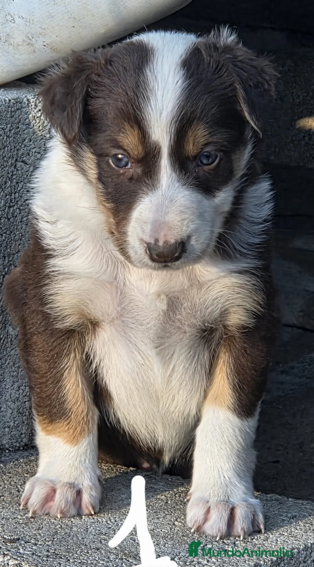 Border Collie perros en venta: Border collie chocolate  - Anuncio 1
