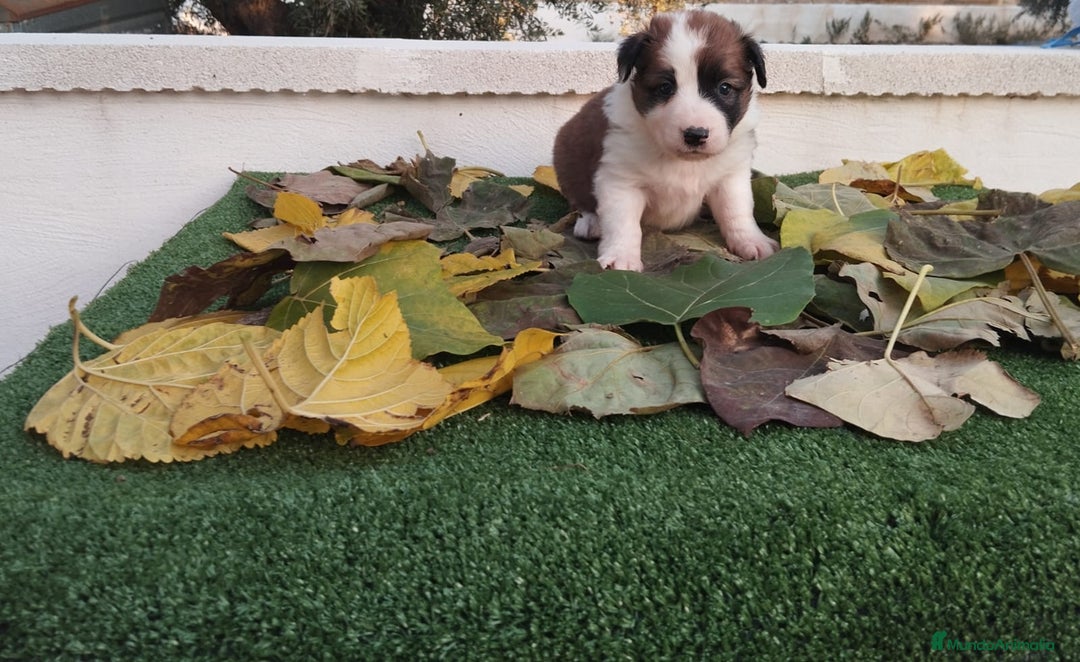 Border Collie perros en venta: GRAN CAMADA DE BORDER COLLIE - Imagen 6