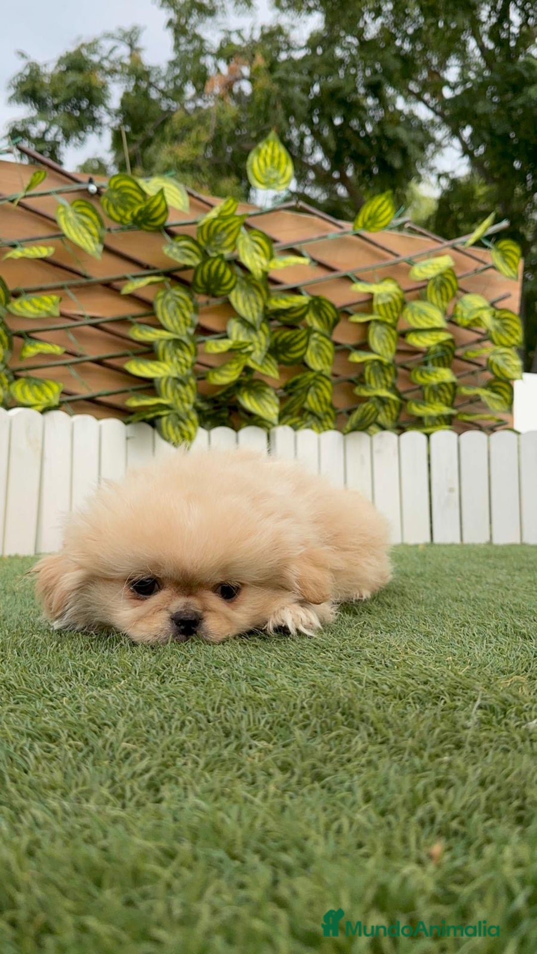 Pekinés perros en venta: PEKINES IMPERIAL - Imagen 19