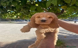 Cocker Spaniel Inglés perros en venta: Cocker Spaniel calidad - Imagen 3