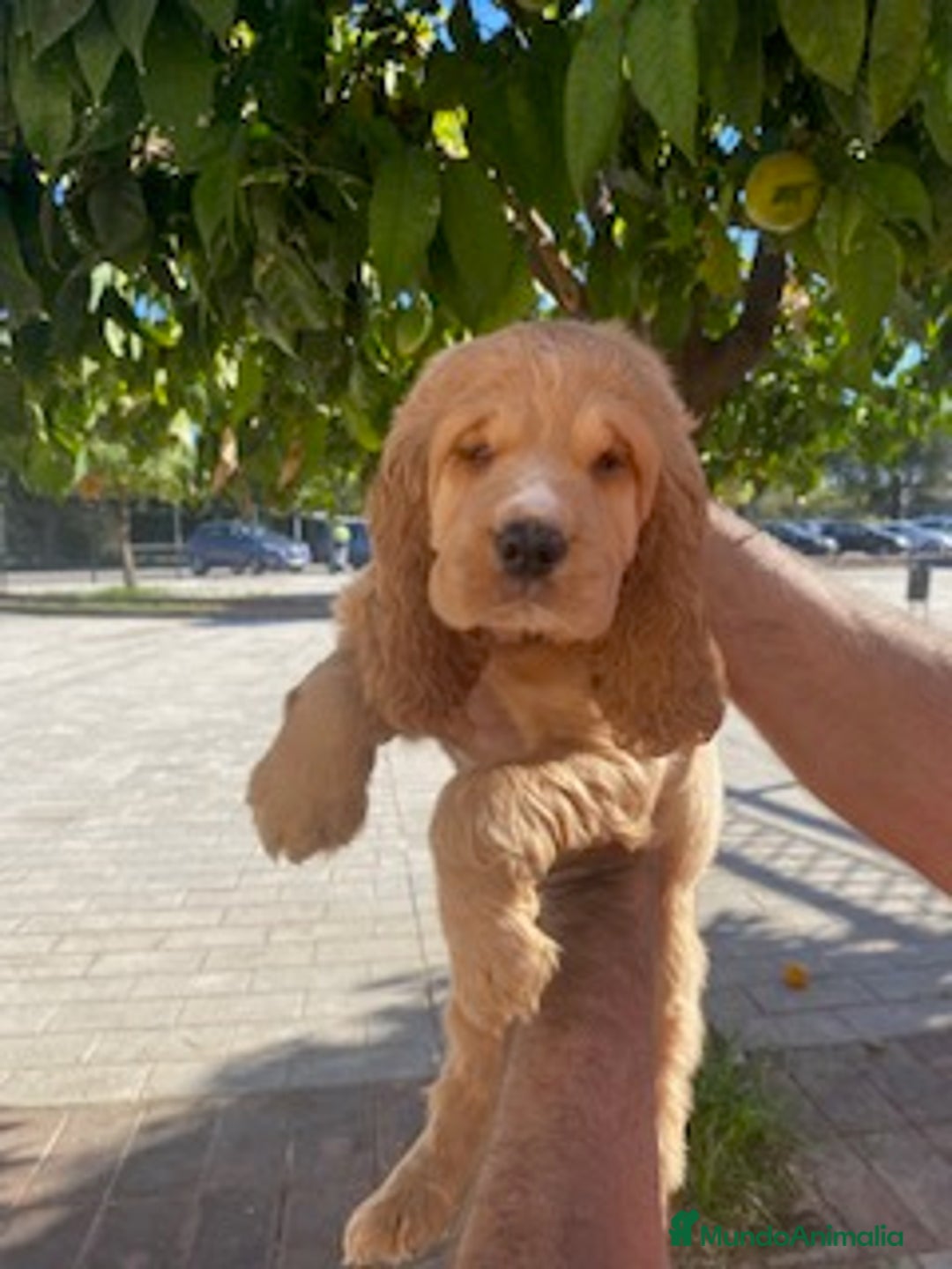 Cocker Spaniel Inglés perros en venta: Cocker Spaniel calidad - Imagen 3