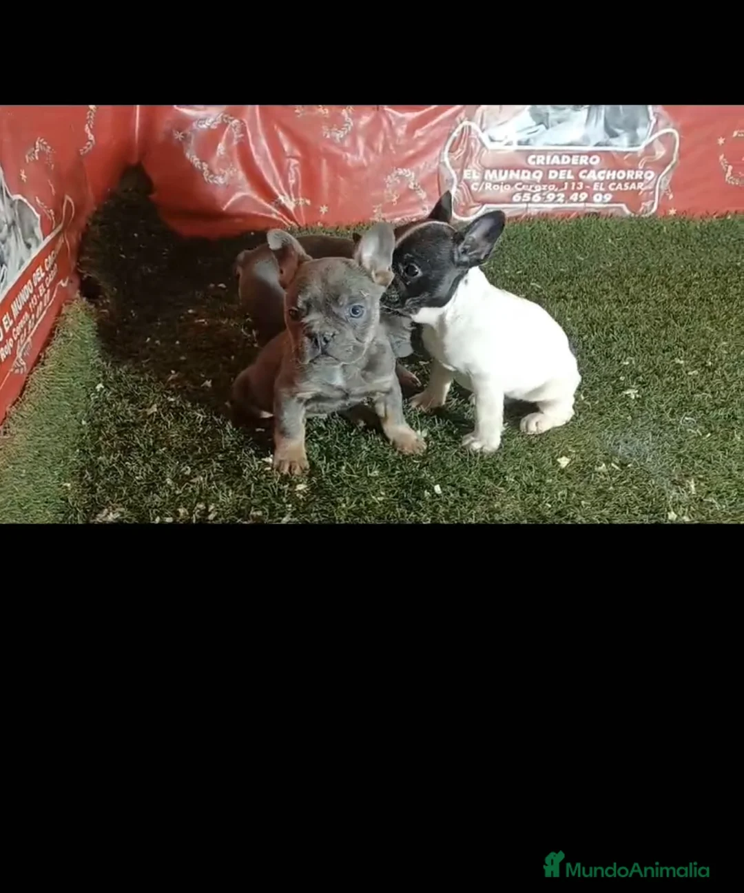 Bulldog Francés perros en venta: camada bulldog frances tricolor  en Madrid - Anuncio 1