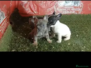 Bulldog Francés perros camada bulldog frances tricolor en Madrid - Anuncio 1
