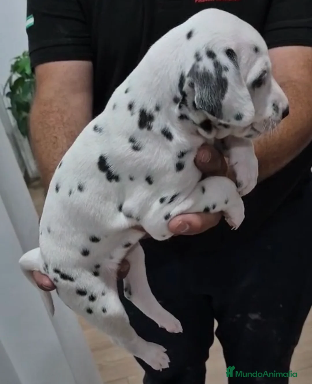 Dálmata perros en venta: Cachorros dálmata🐶🐾 - Anuncio 11