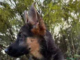 Pastor Alemán perros PASTOR ALEMAN EXCELENTE LINEA - Anuncio 5