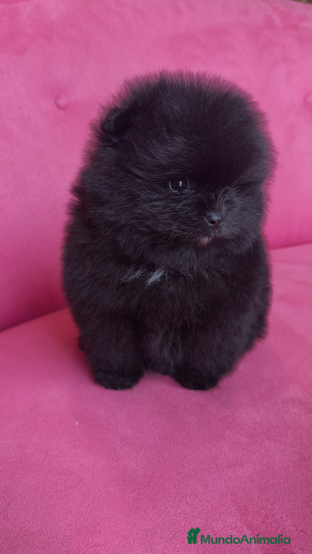 Pomerania perros en venta: Lulú Pomerania hembras  - Anuncio 8